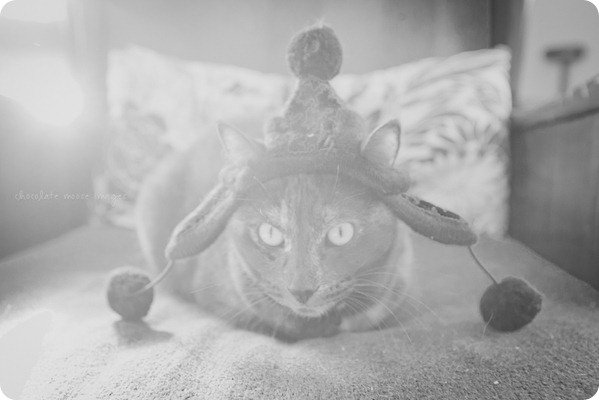 Meet Tarra, one of the kitties behind Chocolate Moose Images. She sure loves her MN ready winter hat!