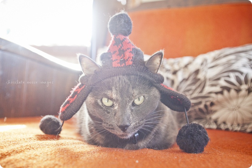 Meet Tarra, one of the kitties behind Chocolate Moose Images. She sure loves her MN ready winter hat!