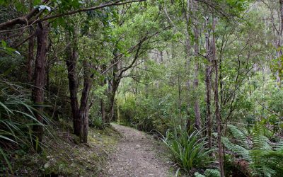 the New Zealand bush