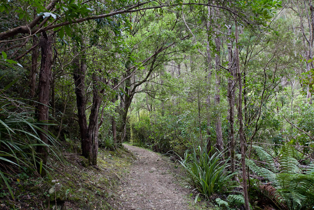 the New Zealand bush