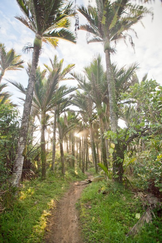 Nikau Palms on the Heaphy Track, New Zealand | © Chocolate Moose Images