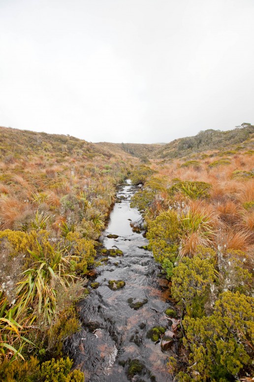 Stream on the Heaphy in New Zealand | © Chocolate Moose Images
