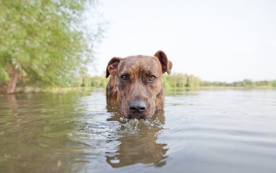 Pitties Galore! :: Minneapolis Pet Photographer