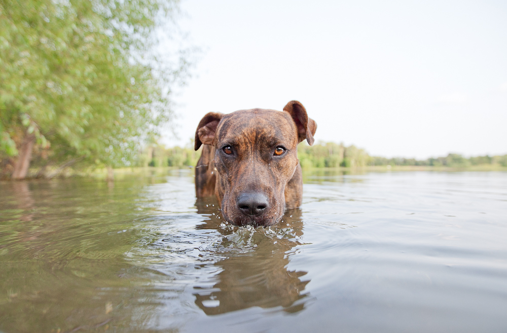 Pitties Galore! :: Minneapolis Pet Photographer