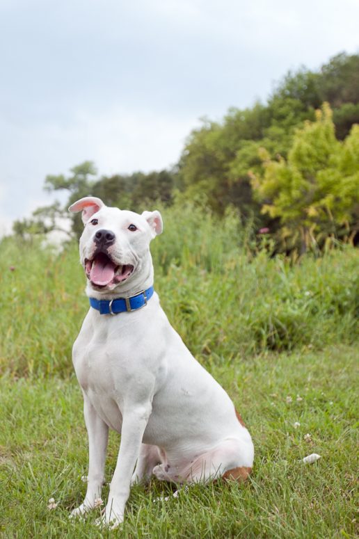 © Chocolate Moose Images | Minneapolis Pet Photographer