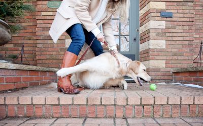 Little Arlo :: minneapolis pet photographer