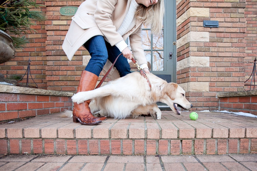 Little Arlo :: minneapolis pet photographer